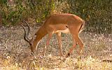 TANZANIA - Lake Manyara National Park - 37